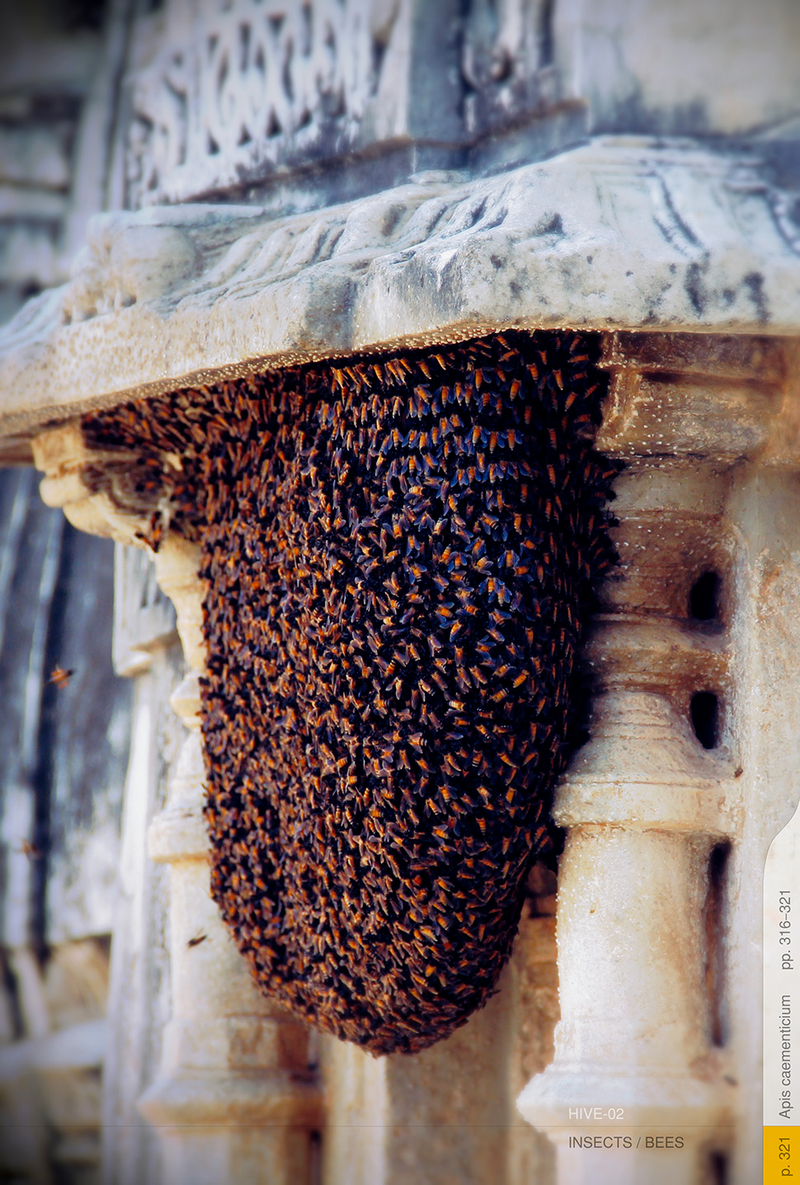 Illustration for article titled Concrete-Printing Bees And Other Living 3D Printers